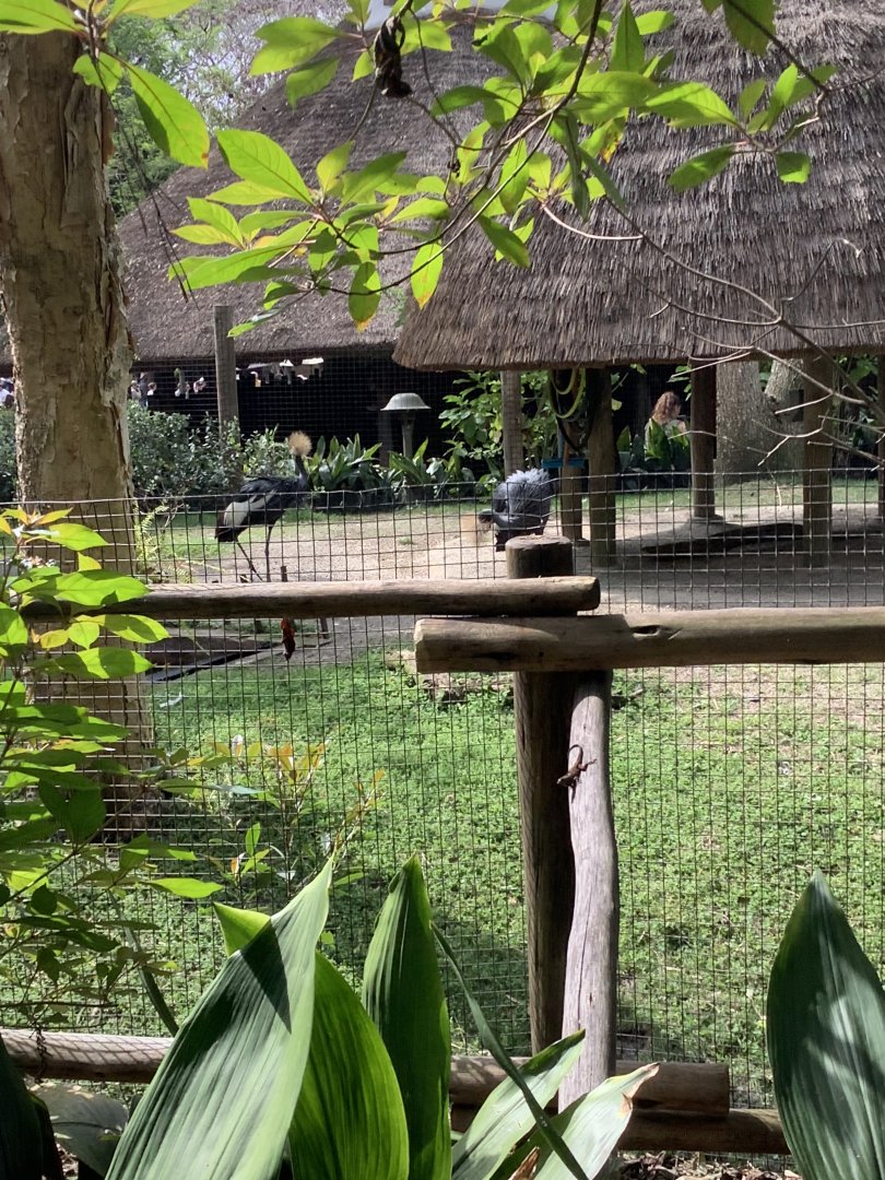 African Crowned Cranes 3/18/24