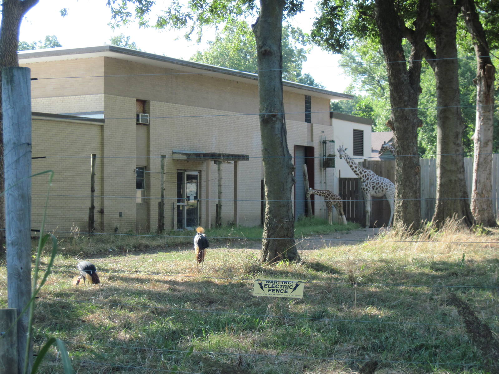 African Crowned Cranes and Reticulated Giraffes