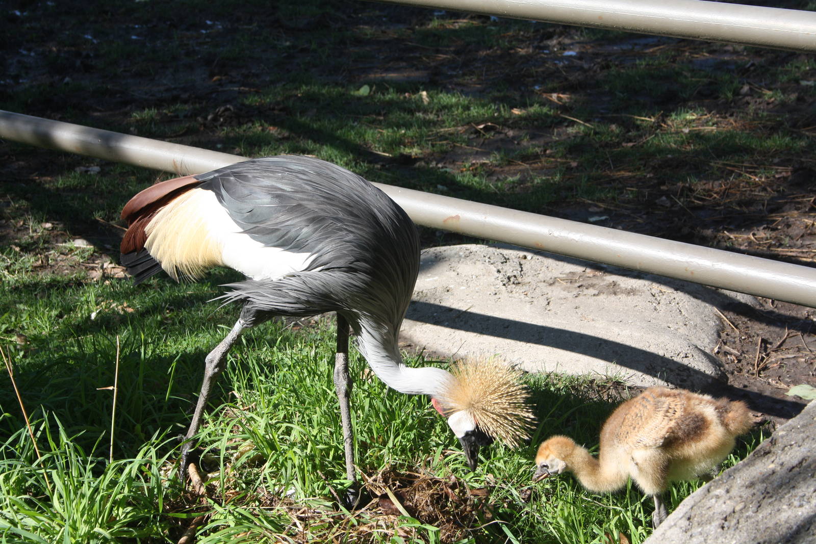 African Crowned Cranes (temporarily outside exhibit)