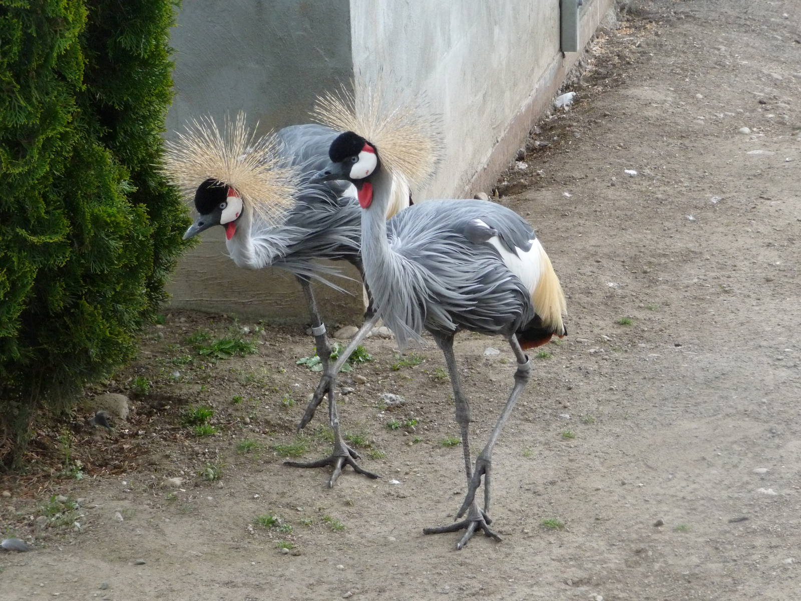 African Crowned Cranes