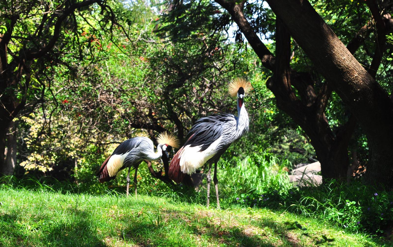 African Crowned Cranes