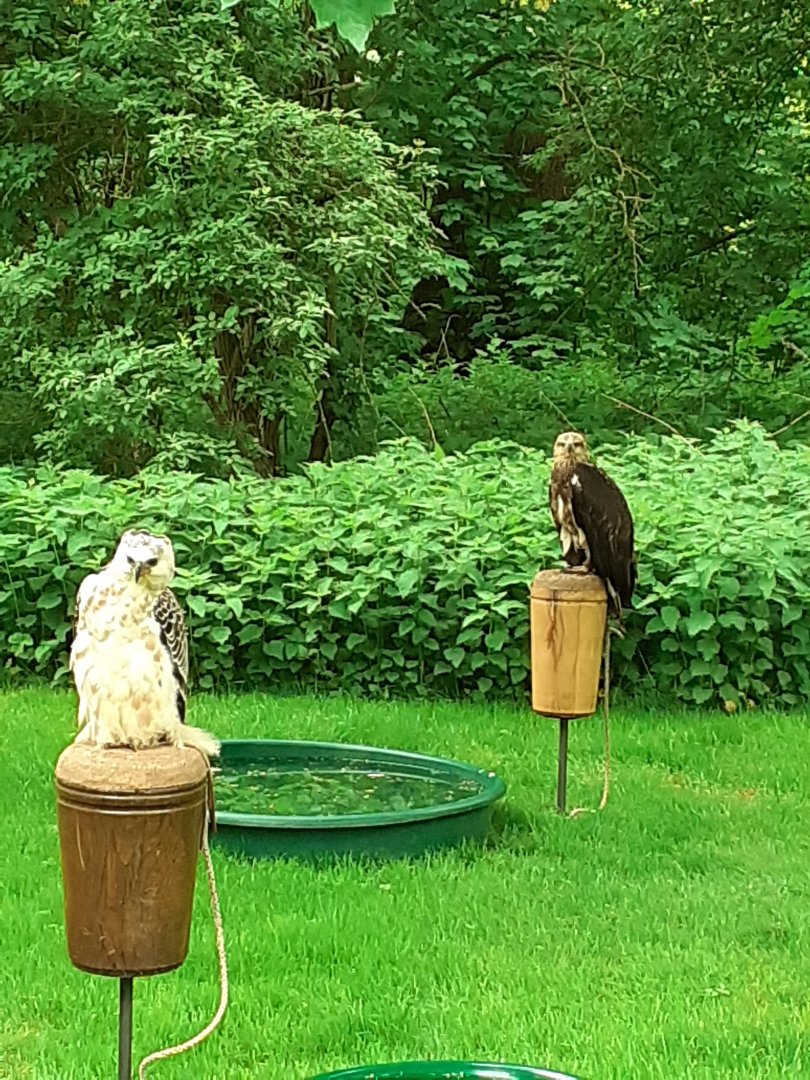 African crowned eagle and white bellied sea eagle