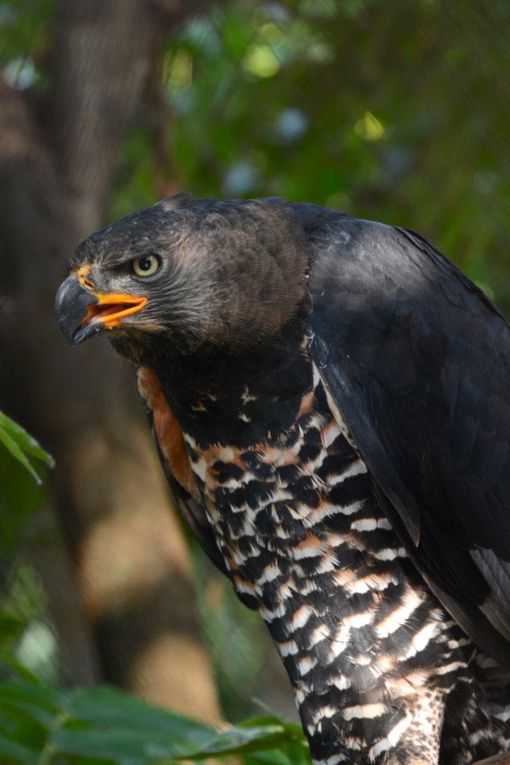 African crowned eagle (Stephanoaetus coronatus)