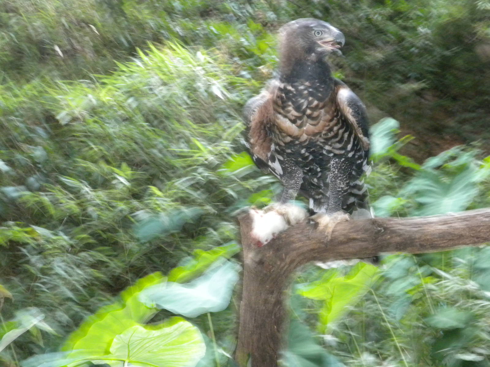 African Crowned Eagle