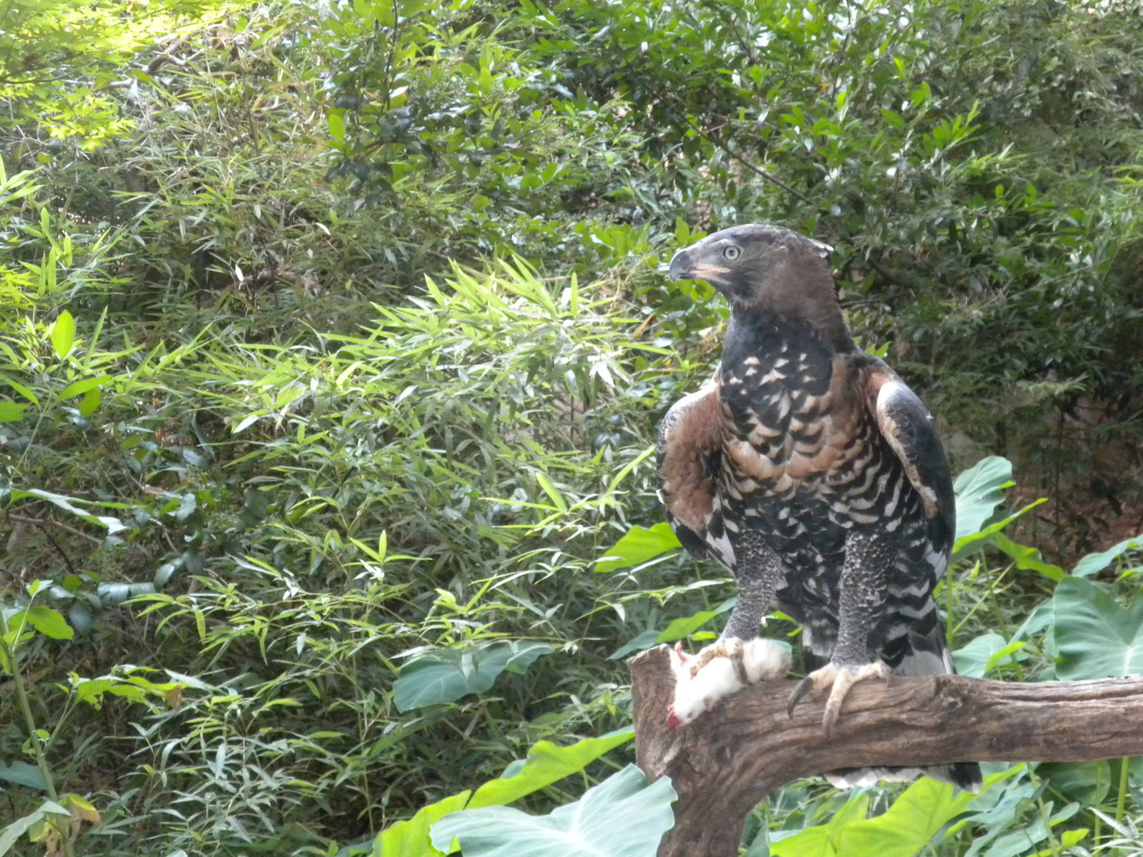 African Crowned Eagle