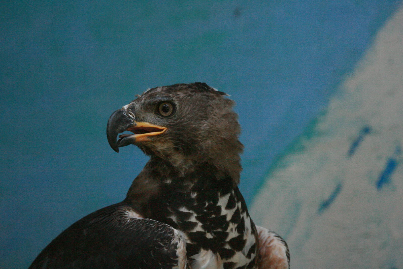 African Crowned Eagle