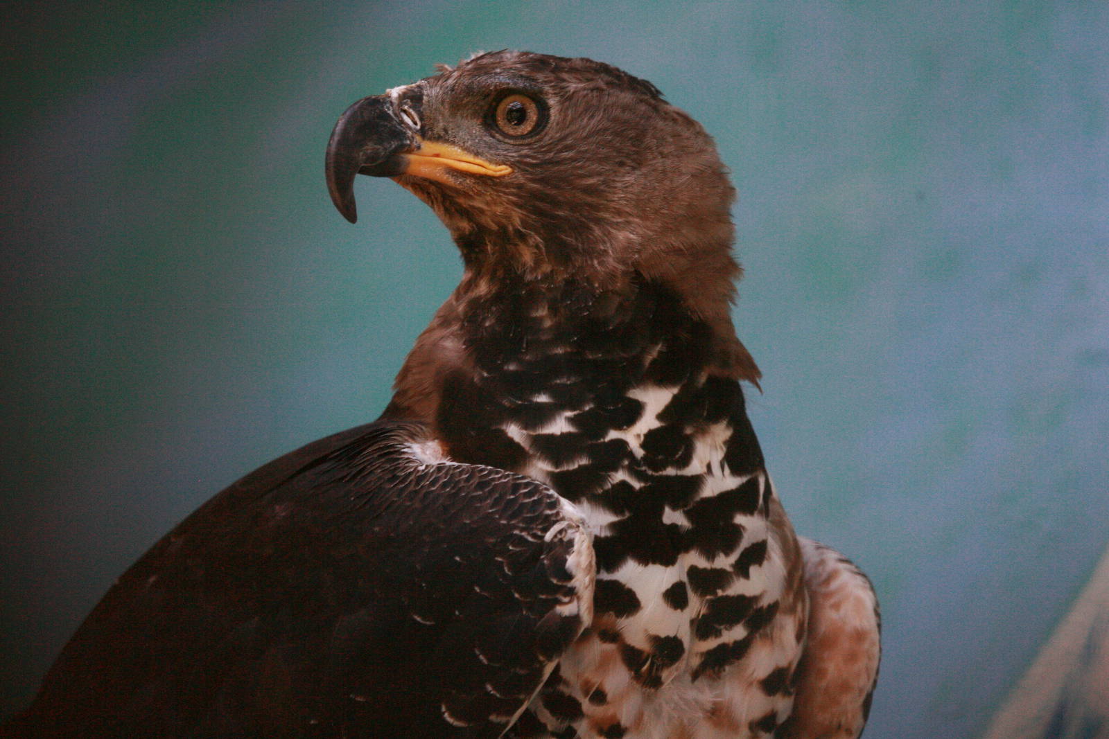 African Crowned Eagle