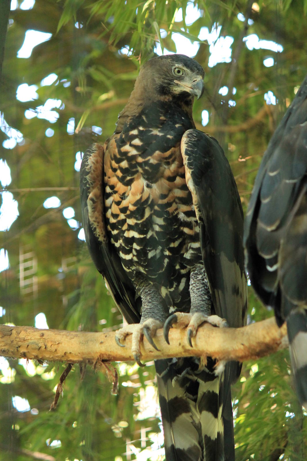 African Crowned Eagle