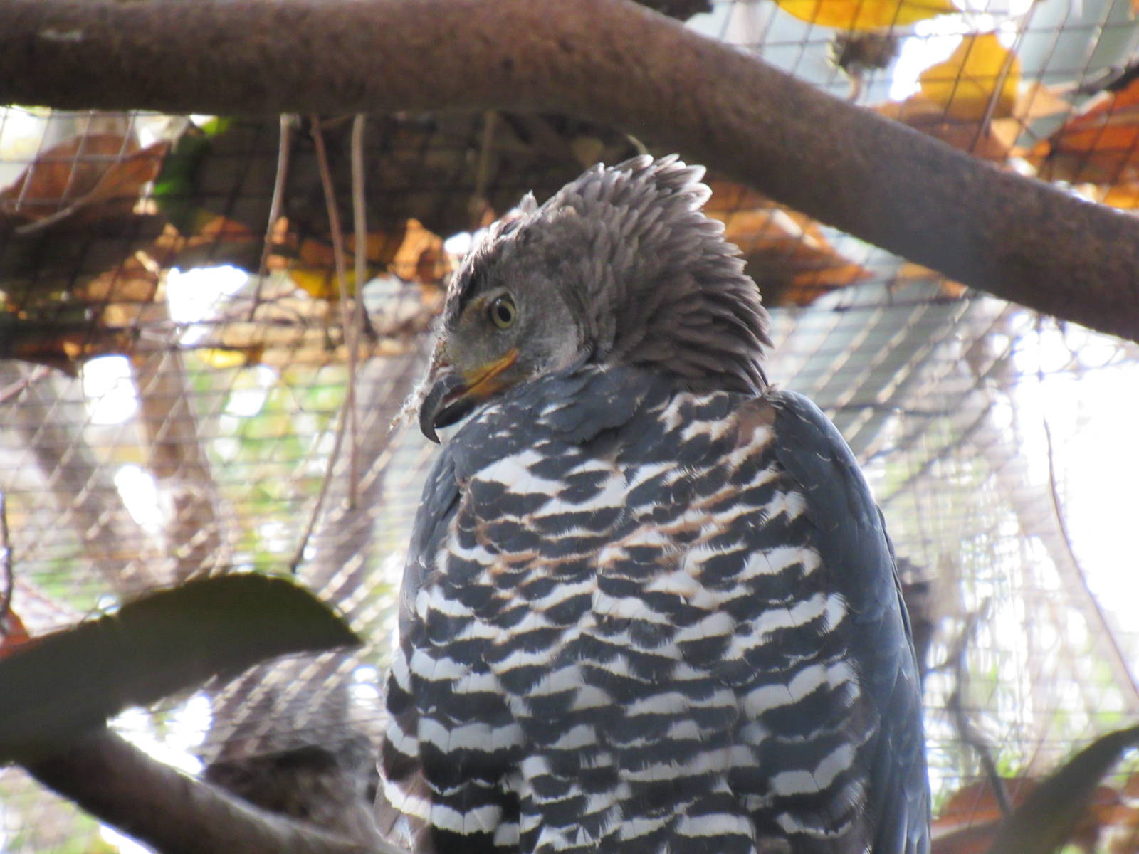 African Crowned Eagle