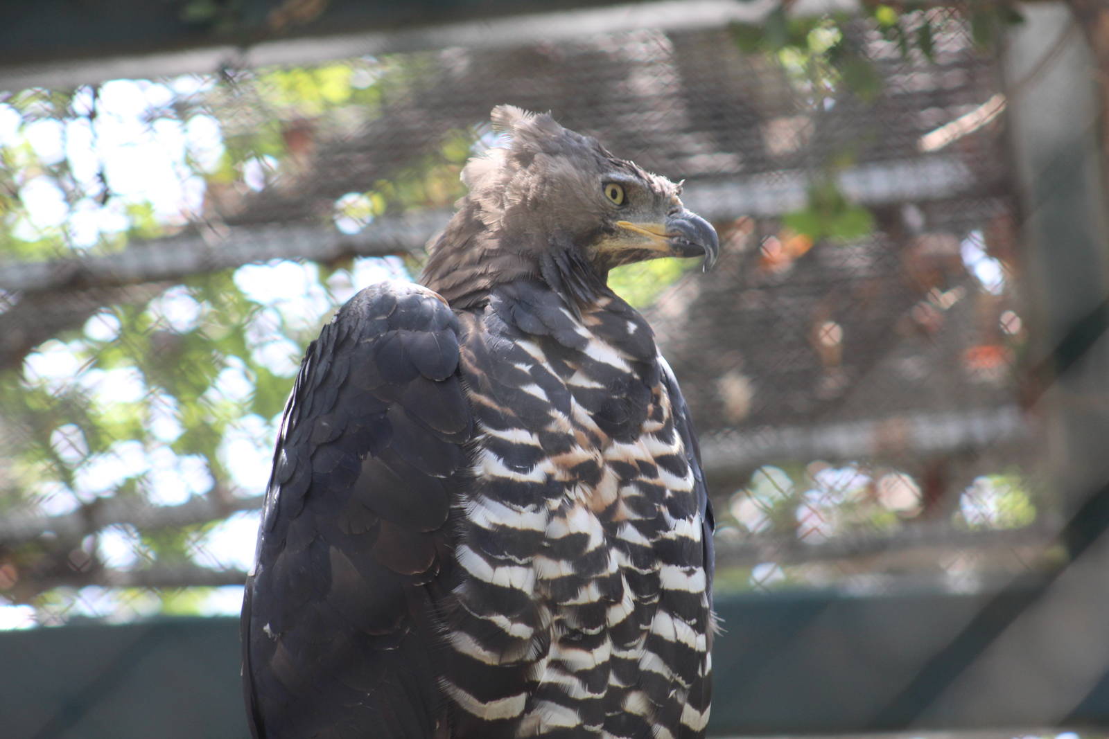 African Crowned Eagle