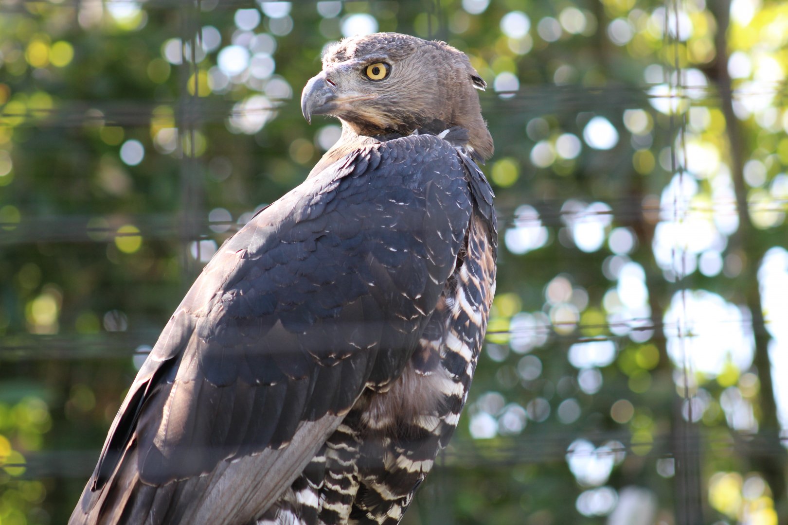 African Crowned Eagle