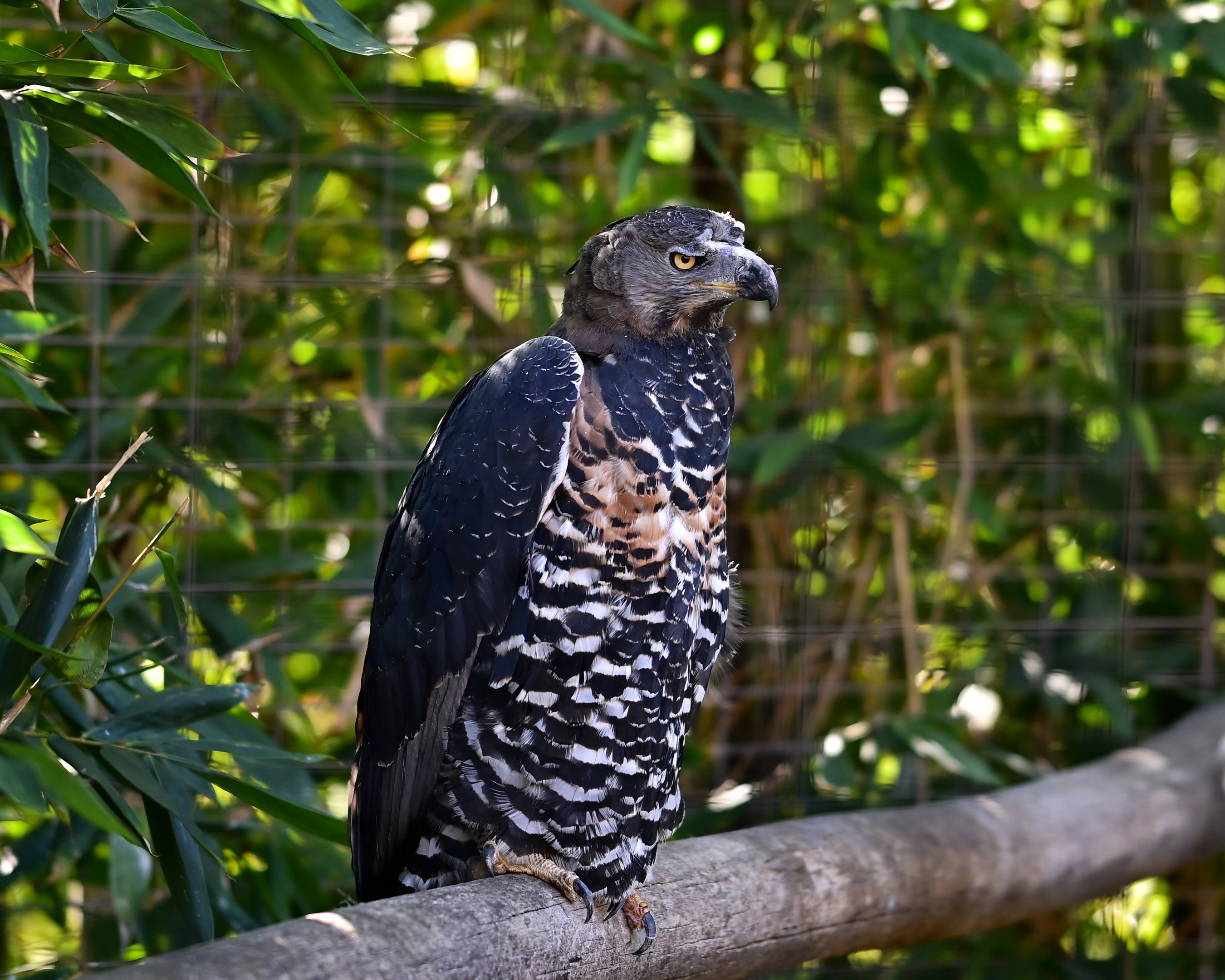 African Crowned Eagle