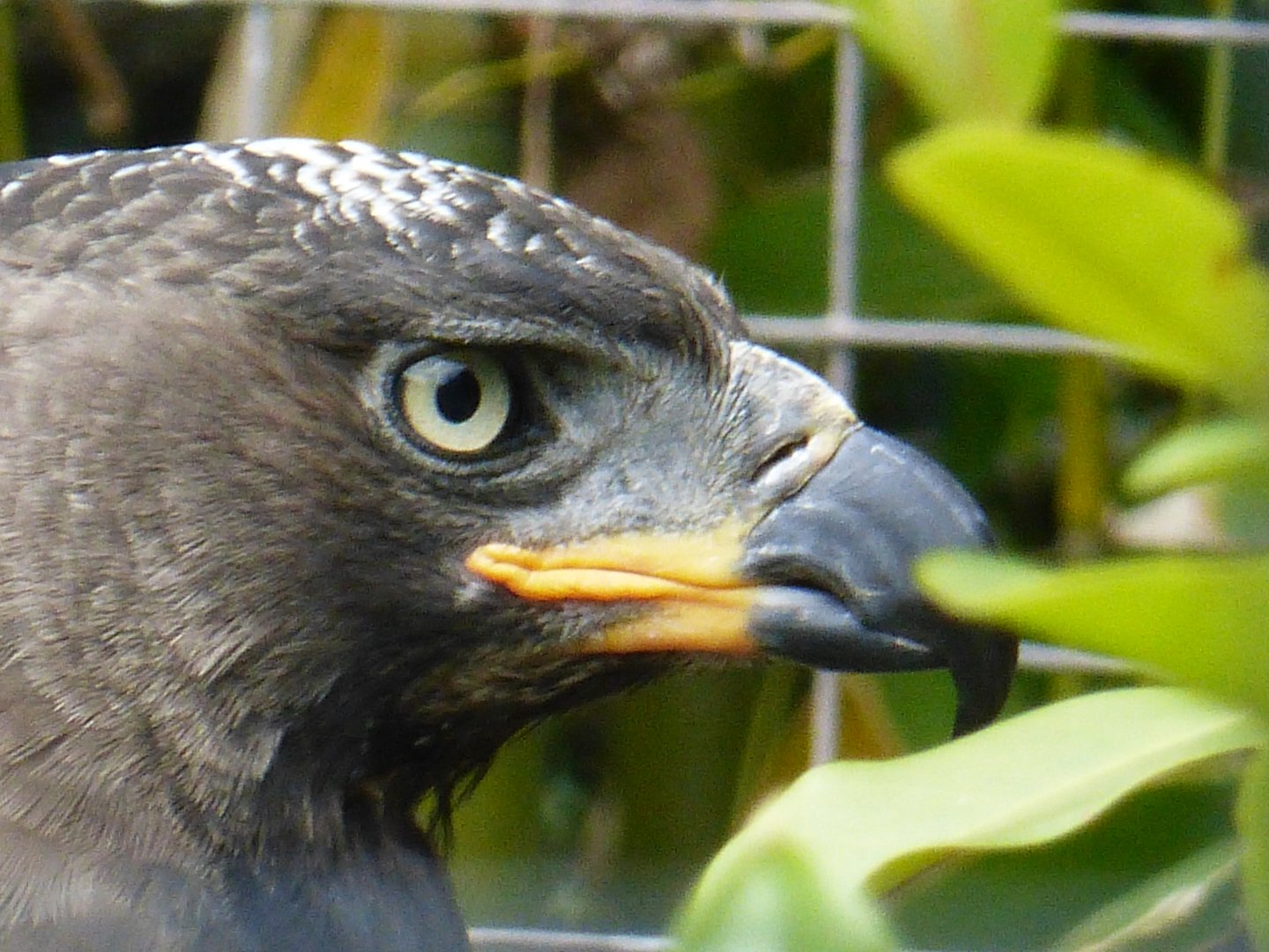 African crowned eagle