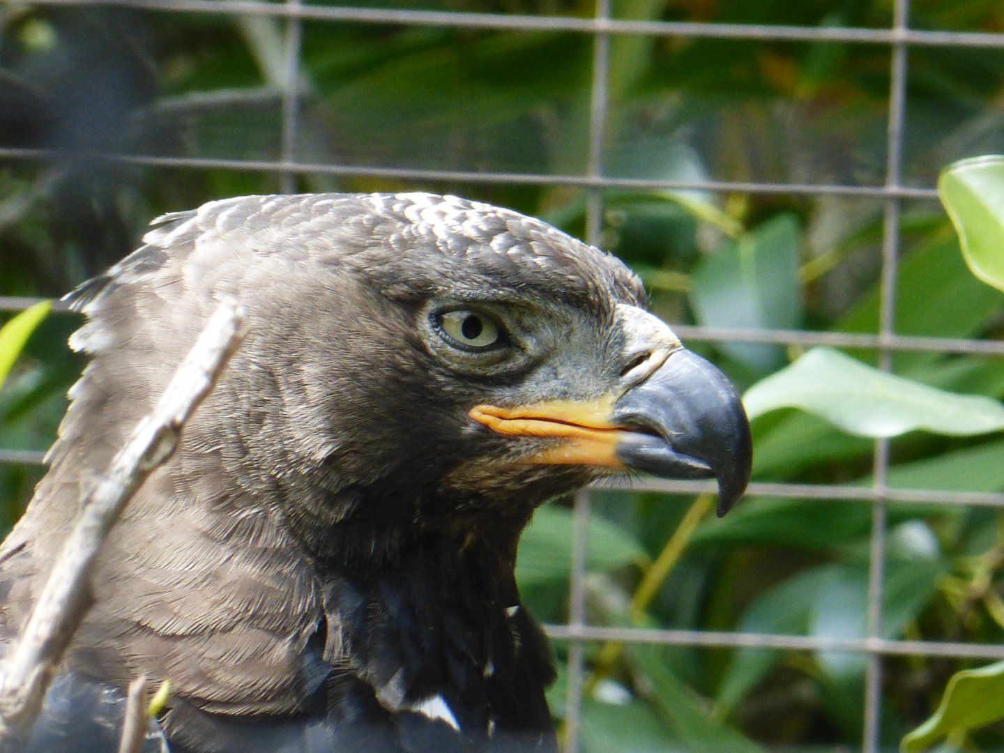 African crowned eagle