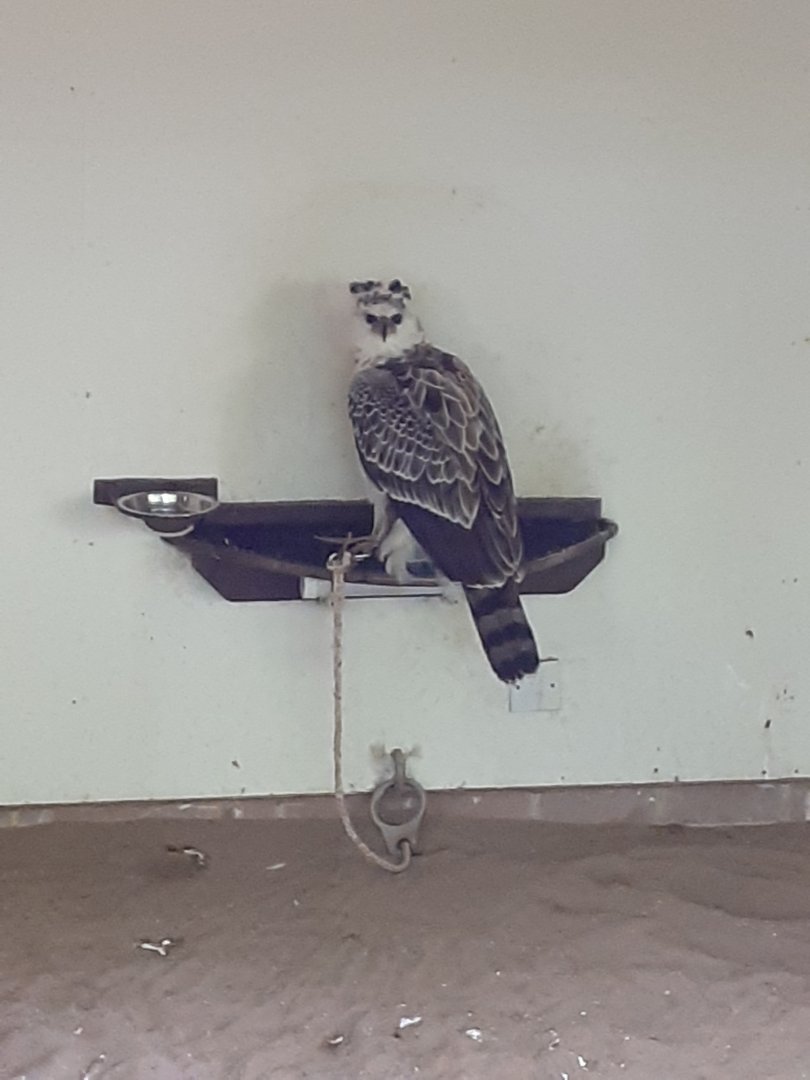 African crowned eagle