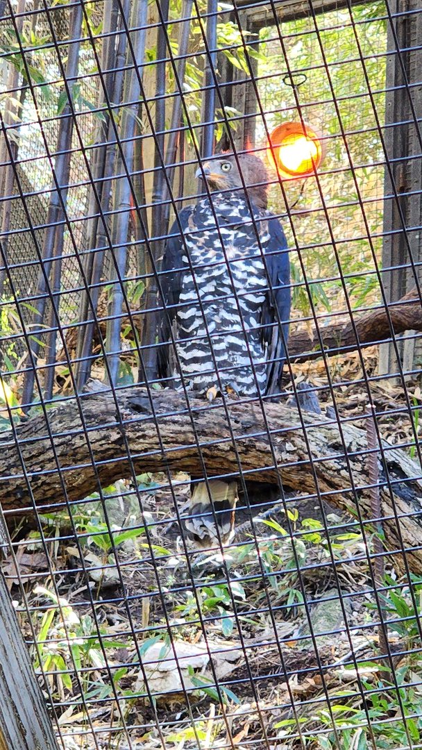 African Crowned Eagle