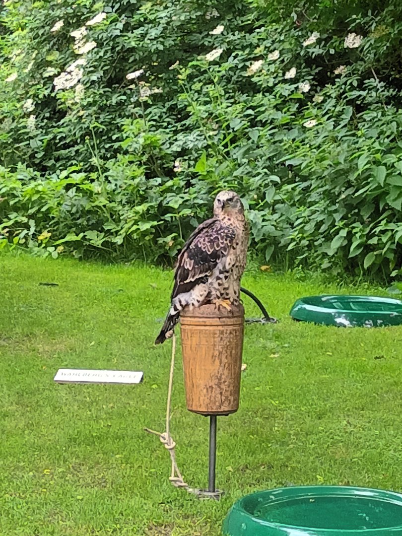 African crowned eagle