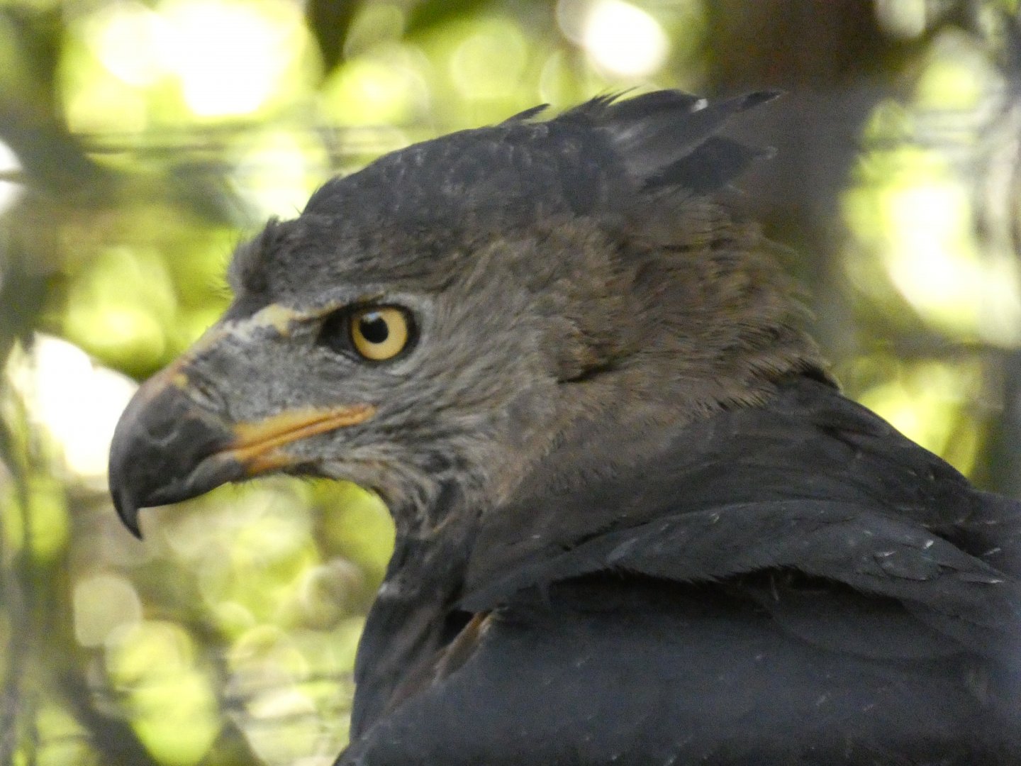 African crowned eagle