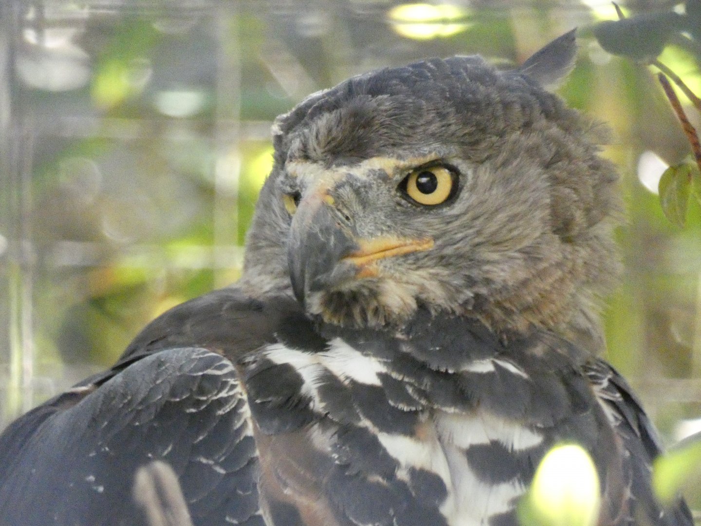 African crowned eagle