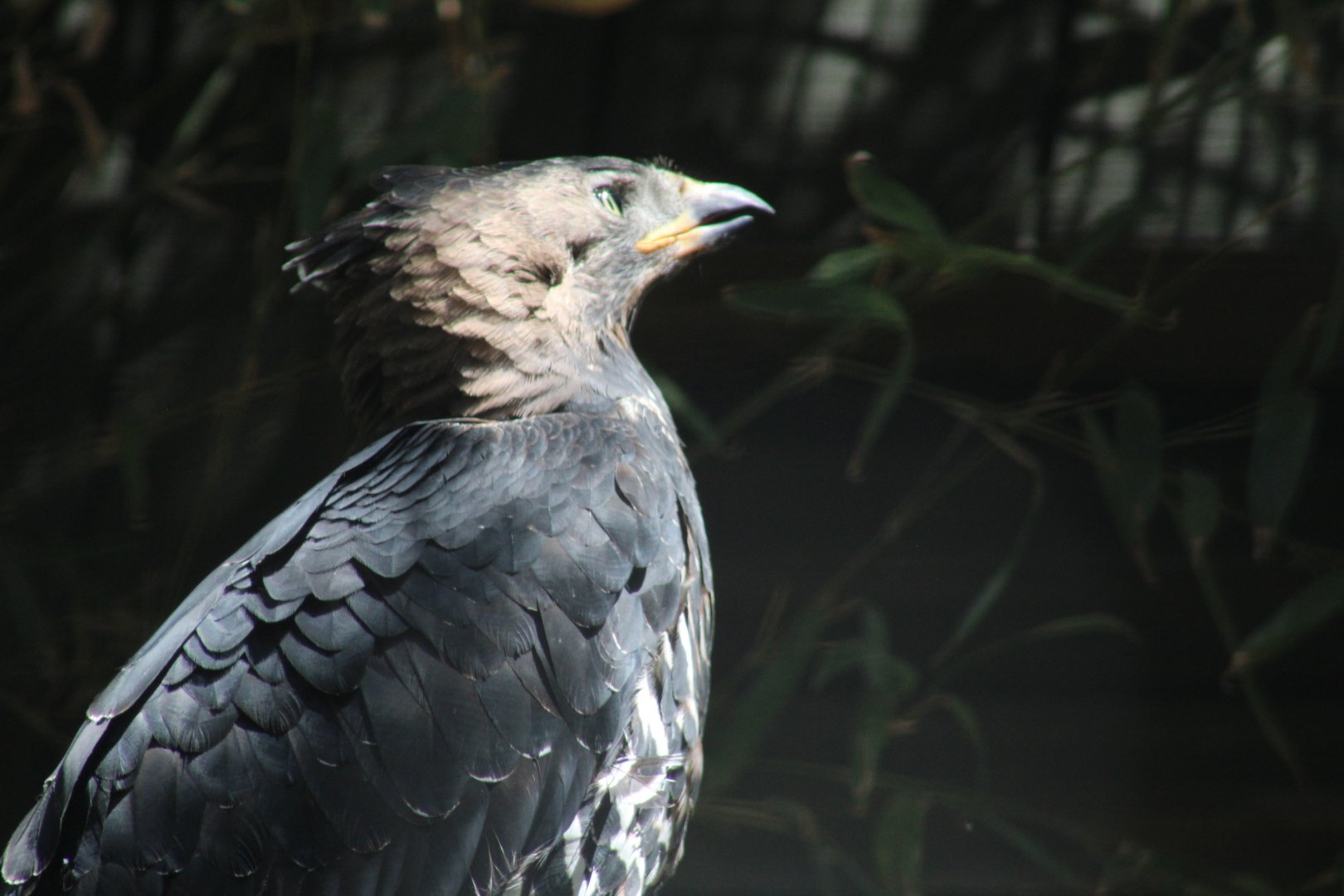 African Crowned Eagle