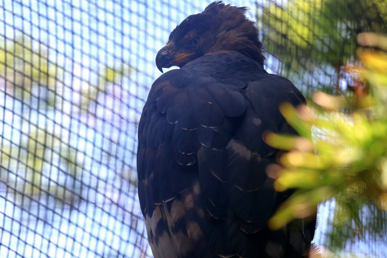 African Crowned Eagle