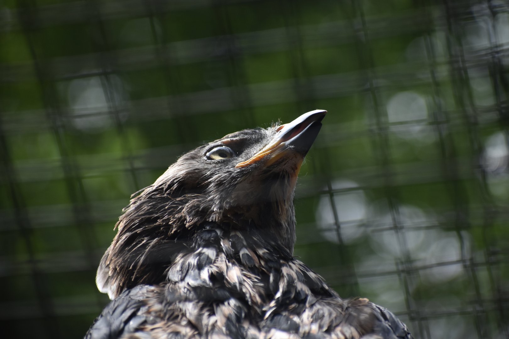 African Crowned Eagle