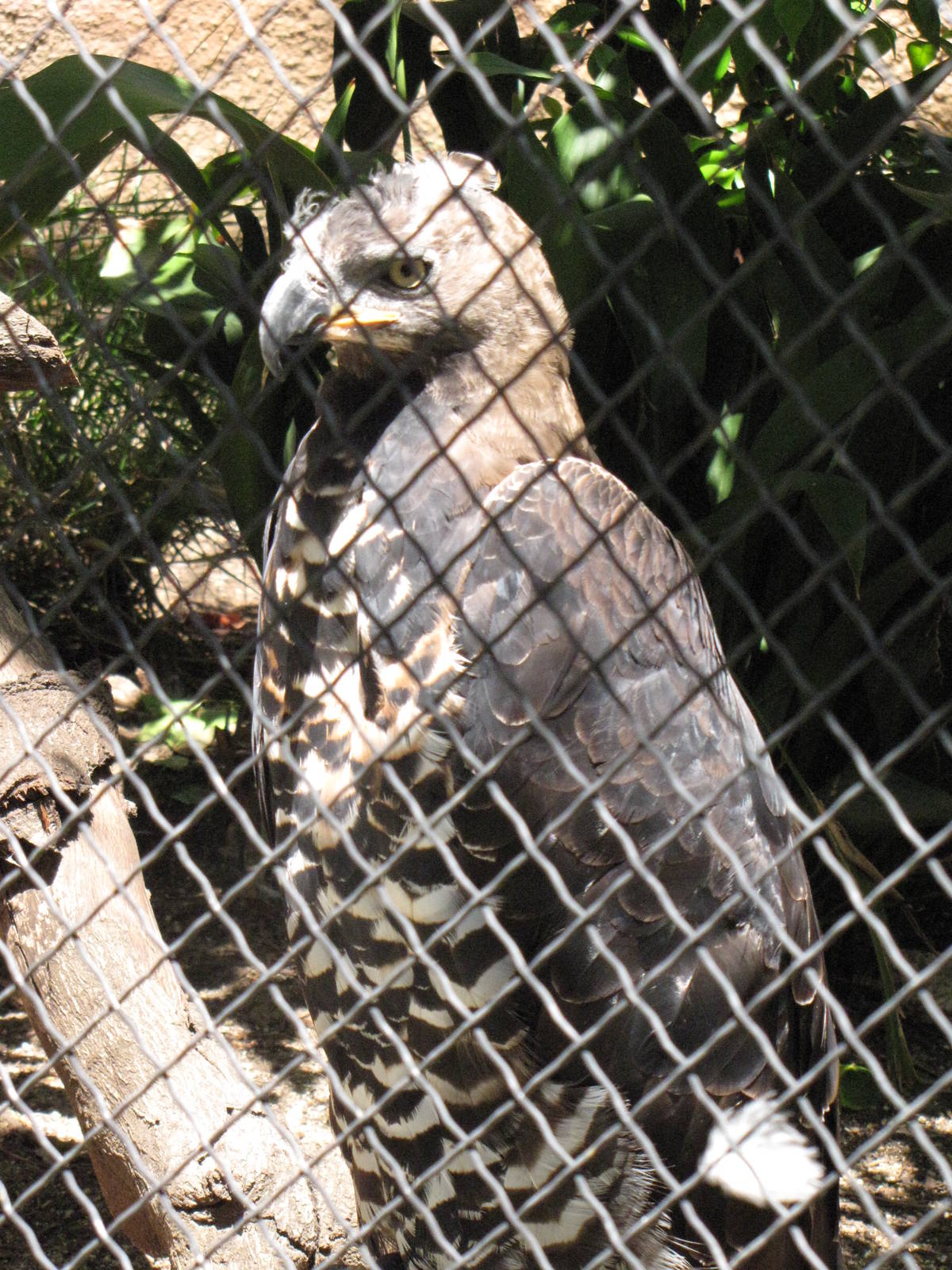 African Crowned Eagle