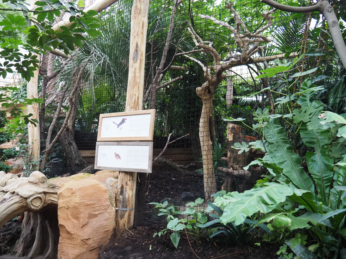 African crowned hornbill and Chinese bamboo partridge aviary, 2019-10-05