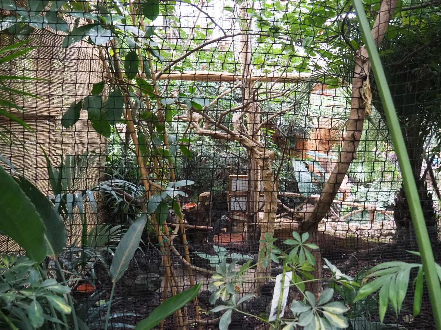 African crowned hornbill and Chinese bamboo partridge aviary, 2019-10-05