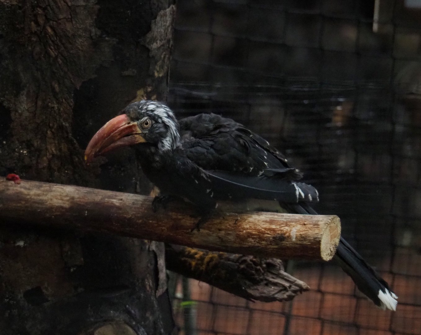 African crowned hornbill (Lophoceros alboterminatus), 2019-10-05