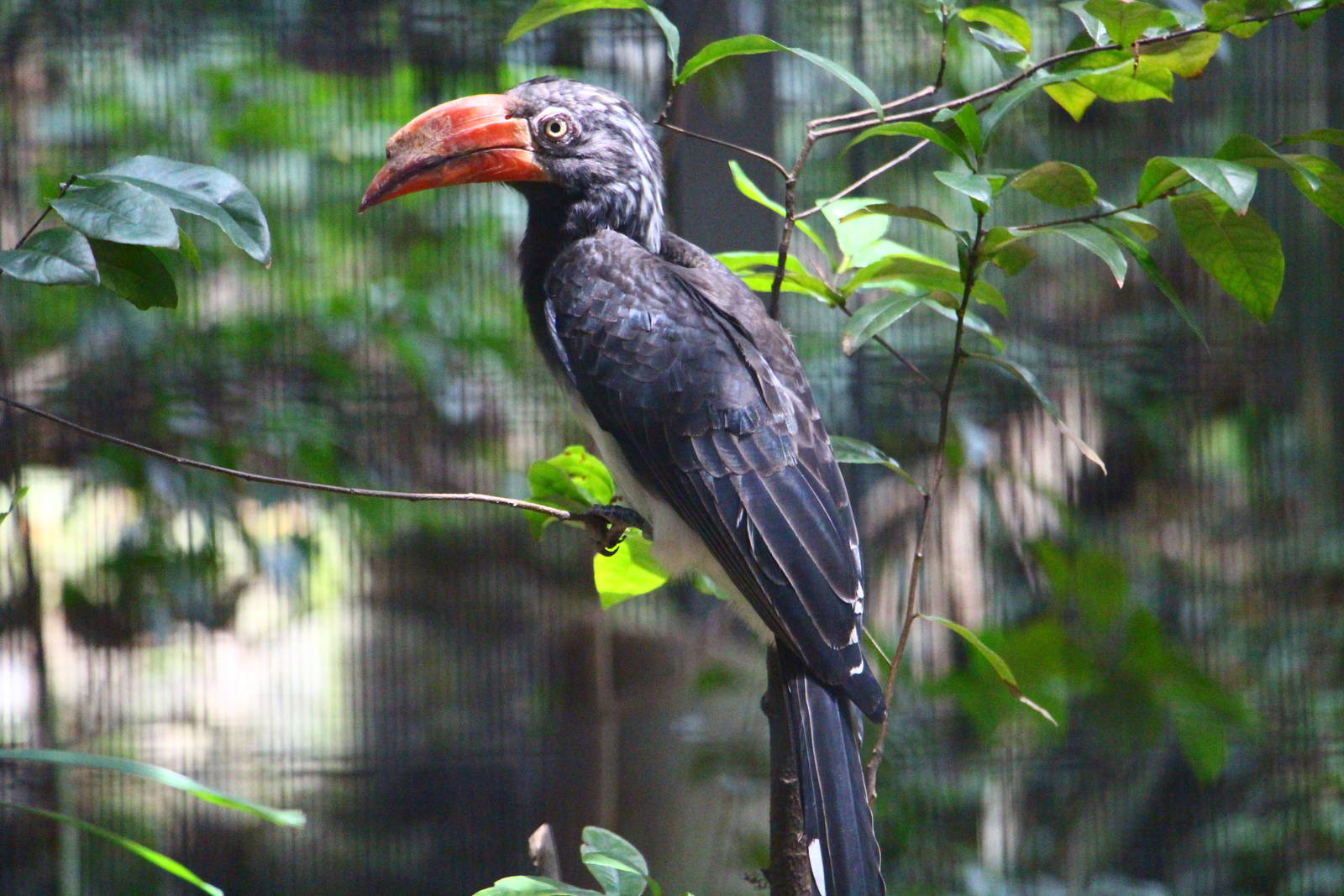 African Crowned Hornbill