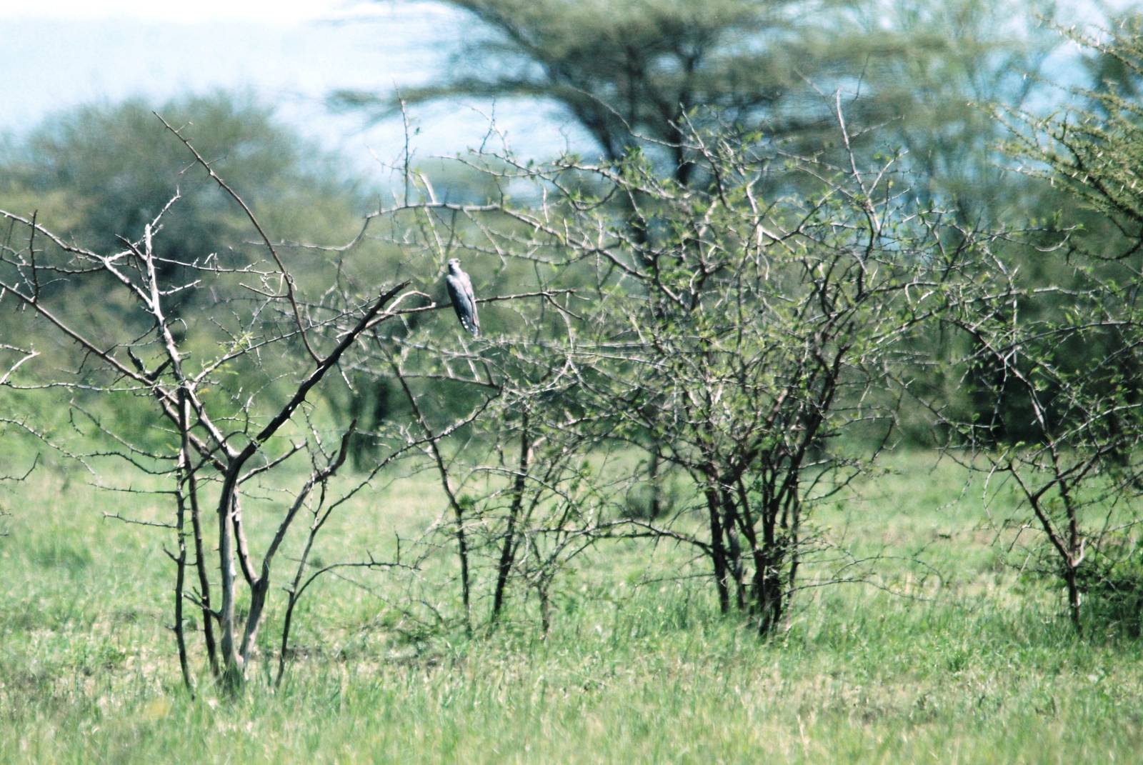 African Cuckoo in Awash NP, 12/10/14