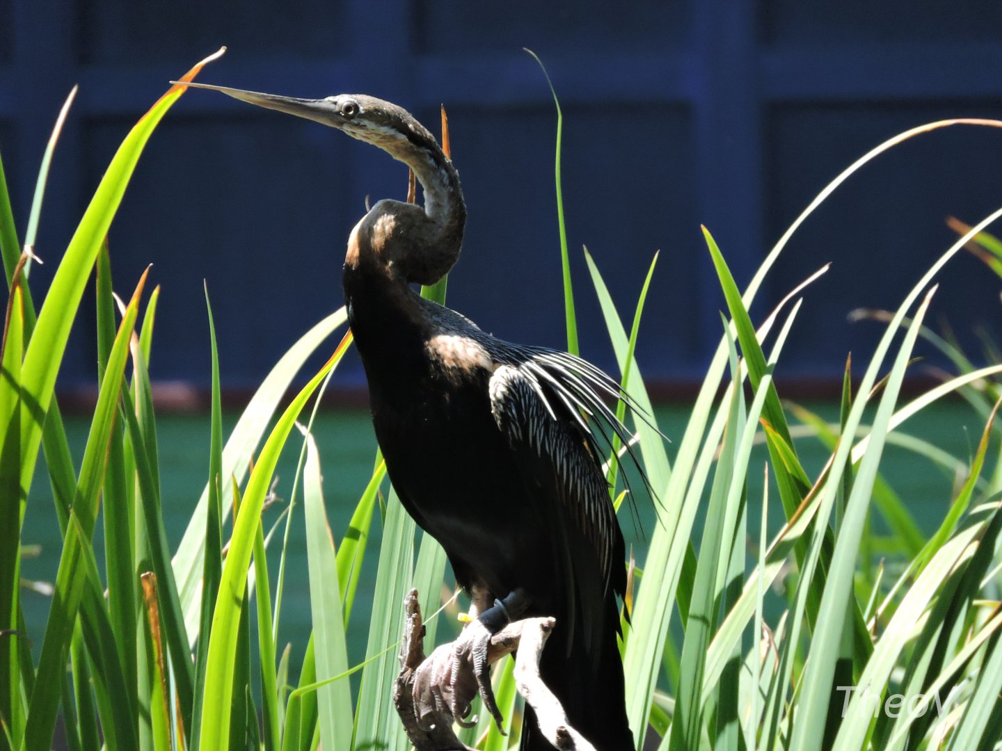 African darter [2015]