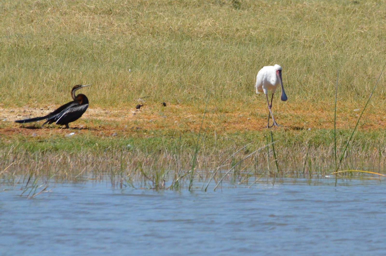 African Darter and African Spoonbill, Moremi Game Reserve, Botswana, 28/04/
