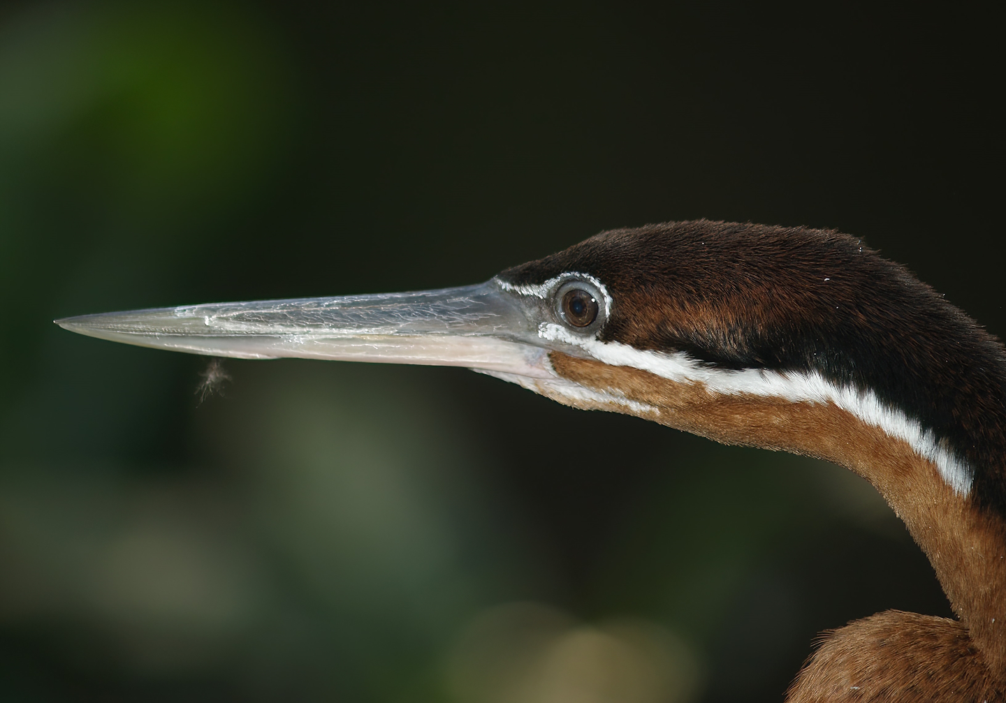 African darter (Anhinga rufa), 2007-04-15