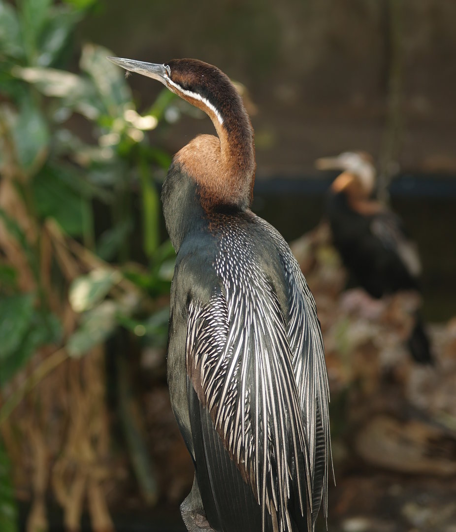 African darter (Anhinga rufa), 2007-04-15