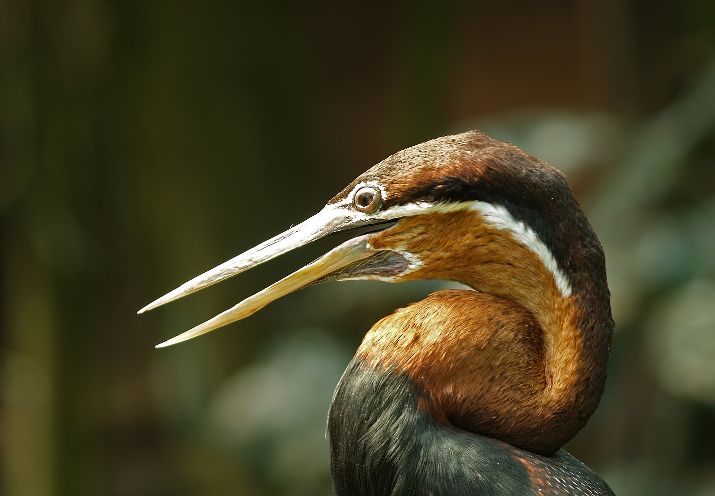 African darter (Anhinga rufa), 2009-08-01