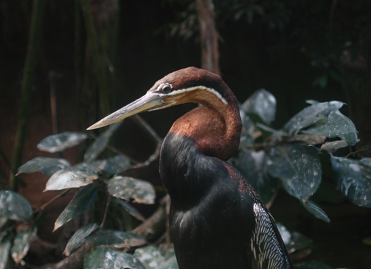 African darter (Anhinga rufa), 2009-08-01