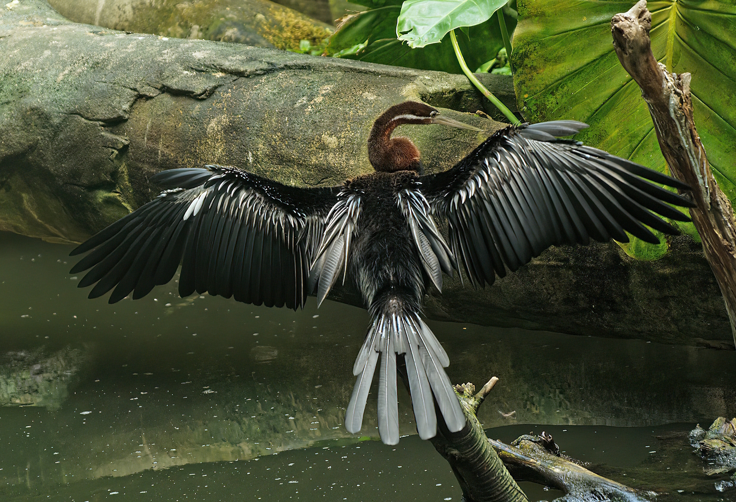 African darter (Anhinga rufa), 2010-07-24