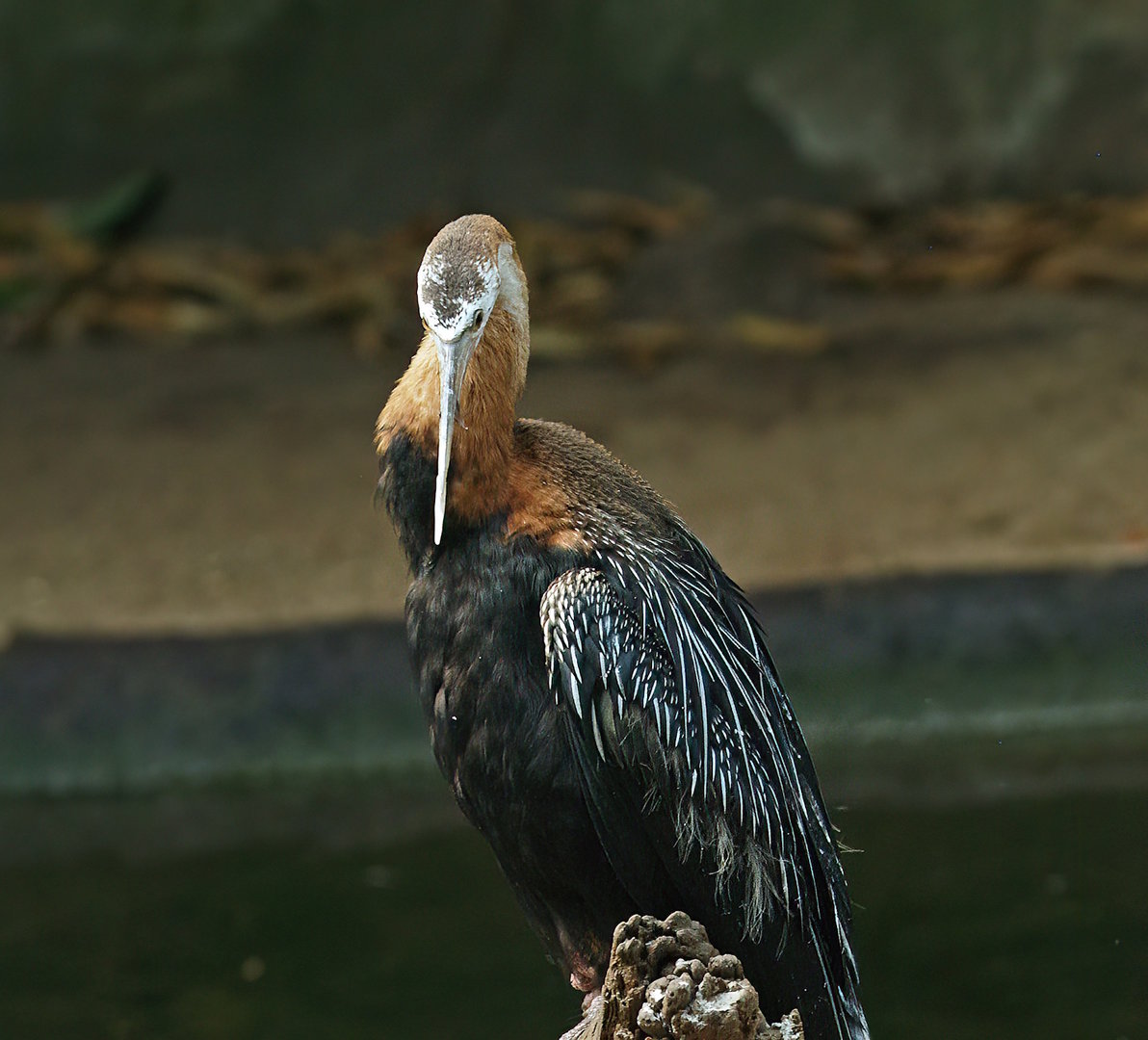 African darter (Anhinga rufa), 2010-07-24