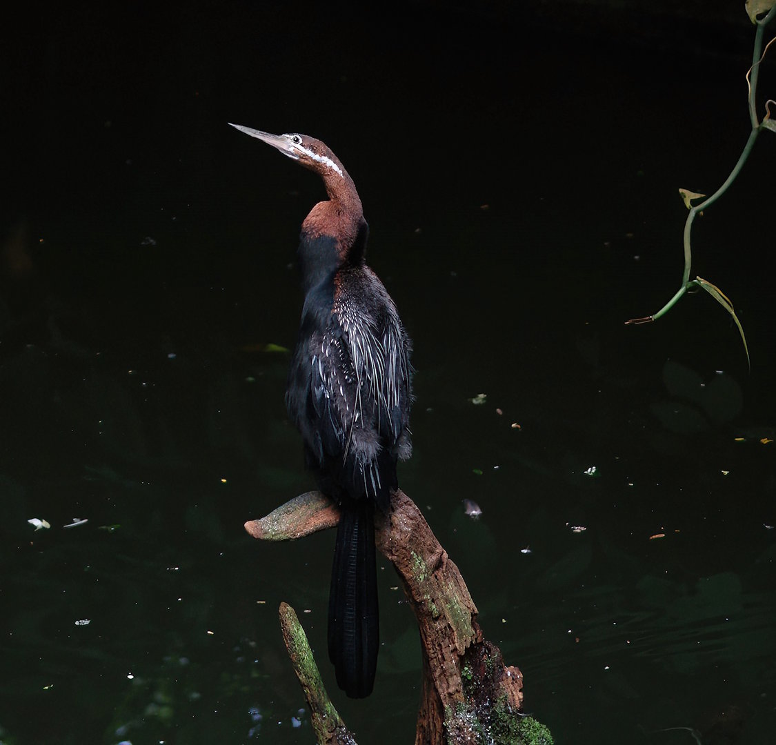 African darter (Anhinga rufa), 2012-09-15