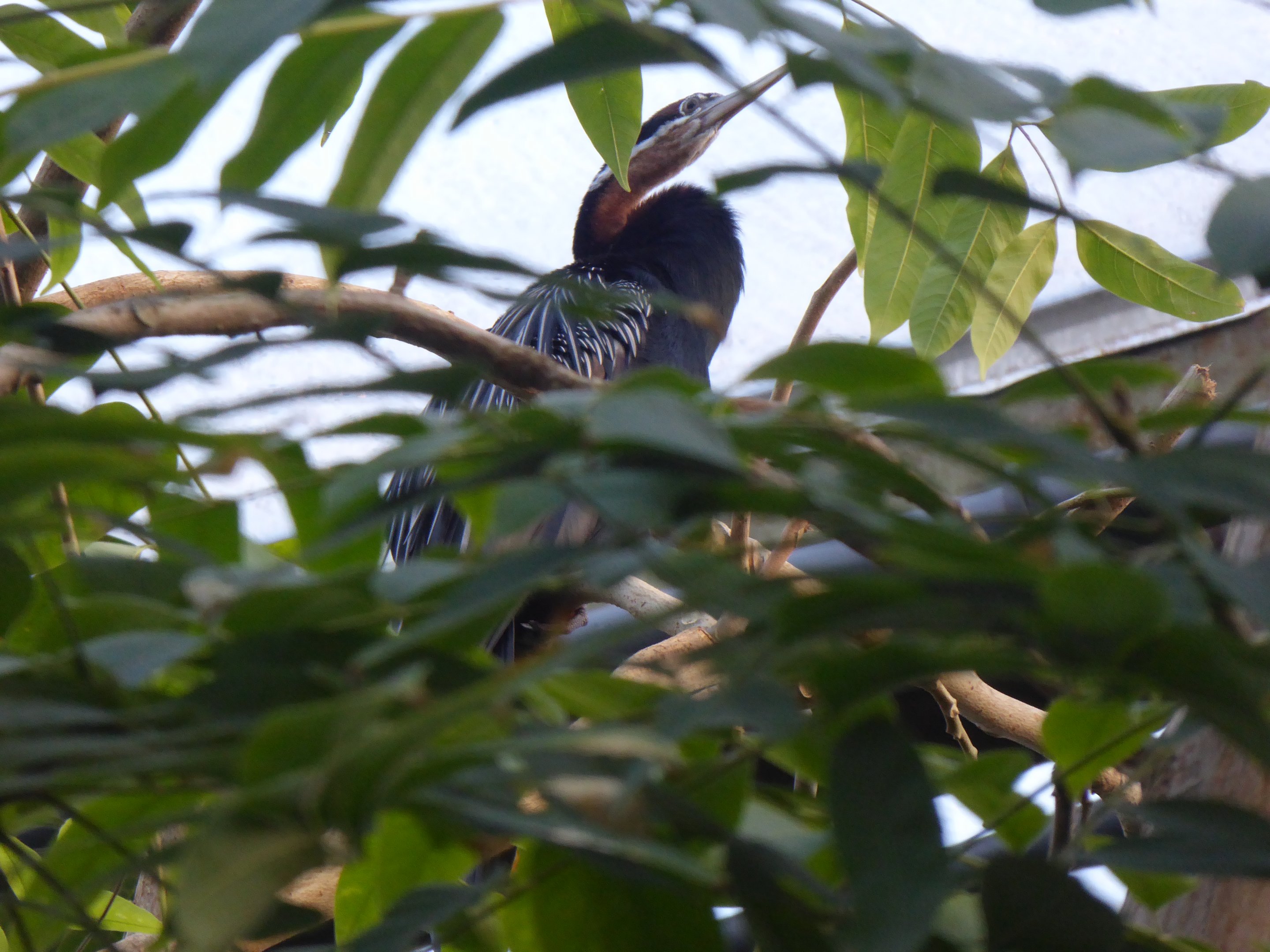 African Darter (Anhinga rufa) at Burger's Zoo - 7th February 2018