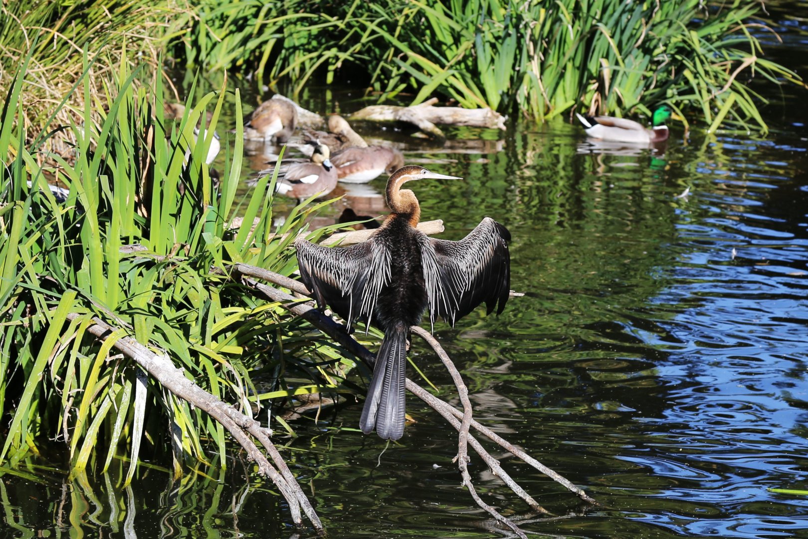 African Darter (Anhinga rufa), December 2015