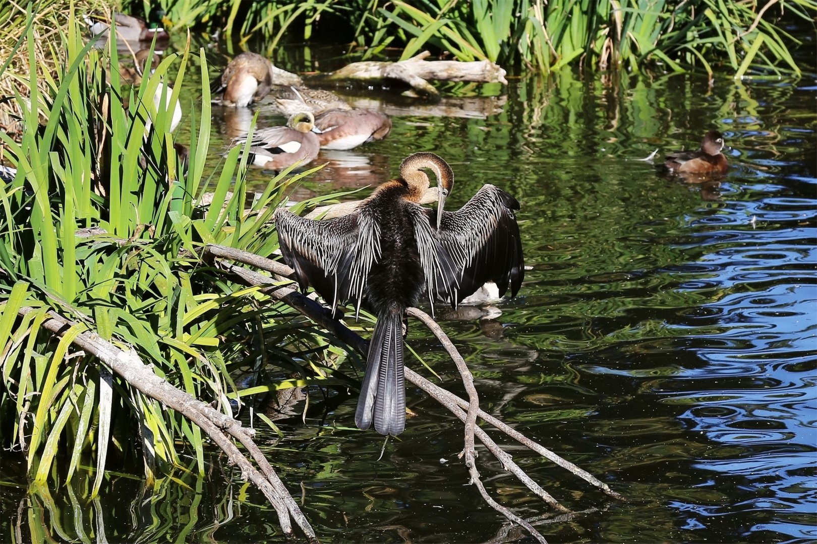 African Darter (Anhinga rufa), December 2015