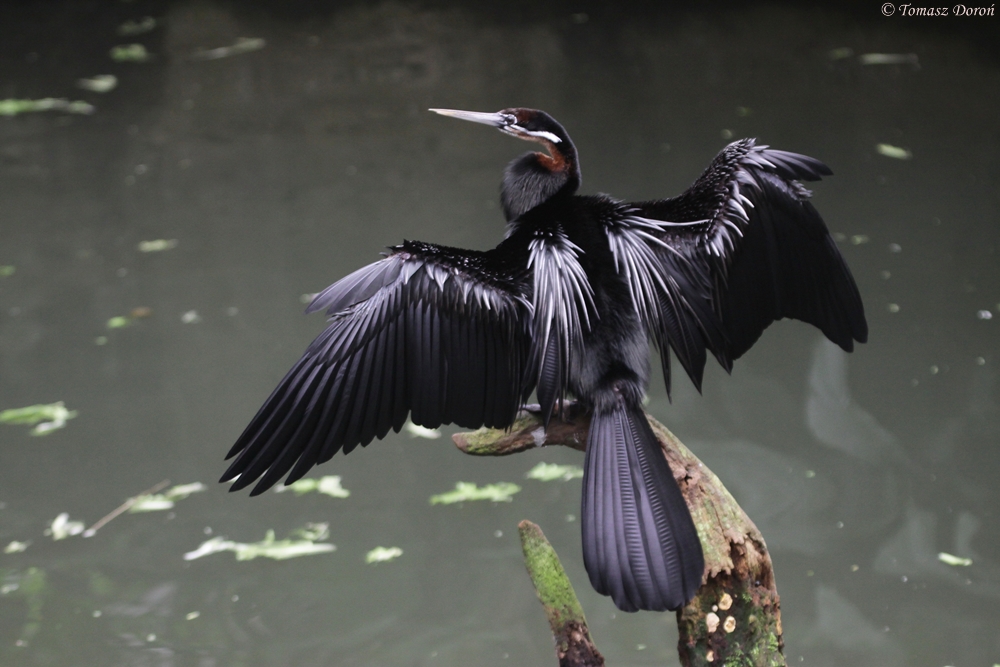 African darter (Anhinga rufa)