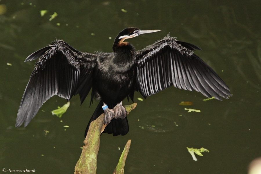 African darter (Anhinga rufa)