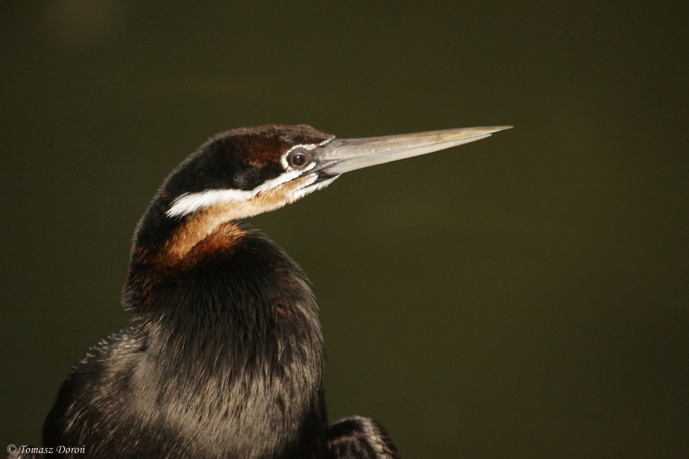 African darter (Anhinga rufa)