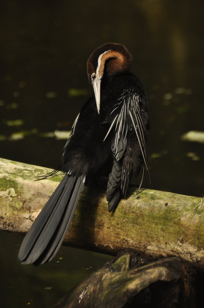 African darter (Anhinga rufa)