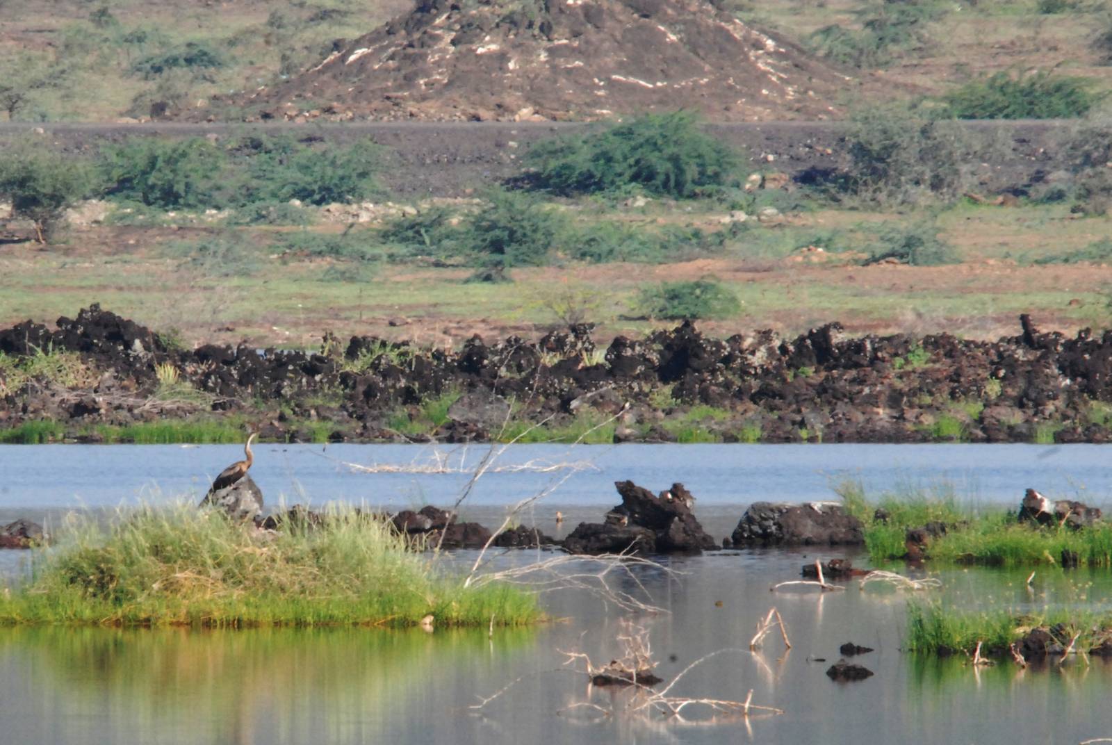 African Darter at Lake Basaaka, 13/10/14