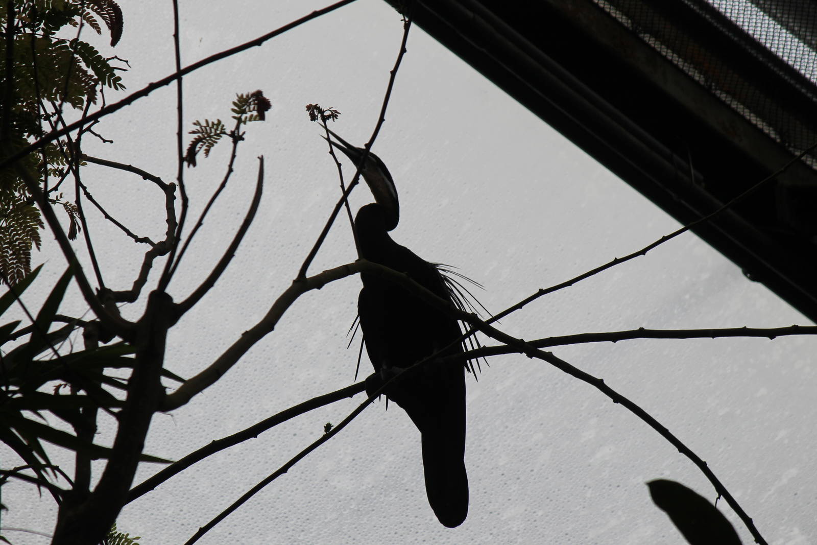 African darter, Burgers' Bush